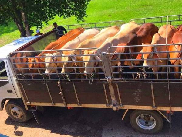 Lembu yang berjaya dirampas di Kuala Jambu, Tumpat.