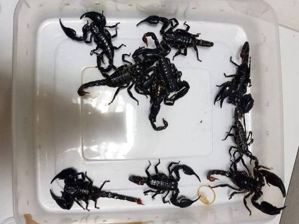 Sebanyak 10 ekor kala jengking hutan Asia dirampas pihak berkuasa Singapura di Pusat Pemeriksaan Woodlands.