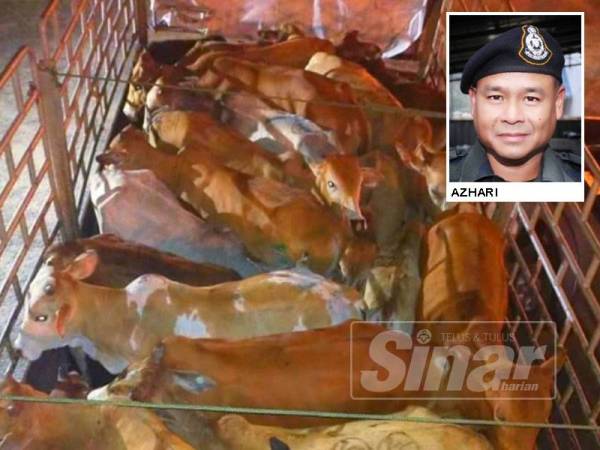 Kesemua lembu jantan ini dibawa masuk untuk pasaran tempatan.