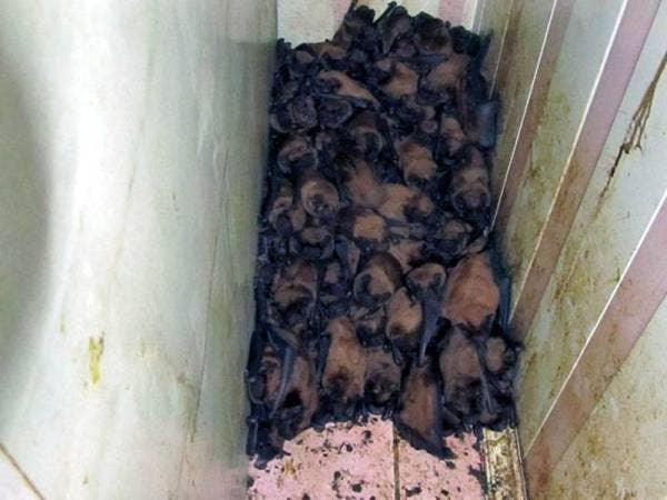 Antara ratusan kelawar yang ditemui di kediaman sebuah keluarga di bandar Lviv, Ukraine.