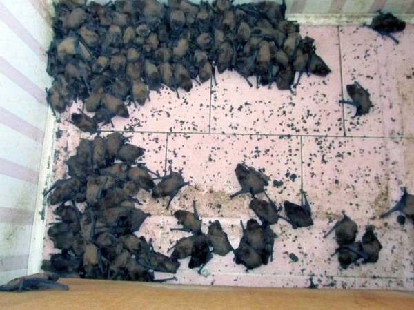 Rumah keluarga terbabit yang terletak di sebuah blok apartmen menjadi pilihan kelawar untuk mengawan dan berhibernasi pada musim sejuk.