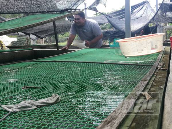 Nor Badrol memberikan makanan kepada ikan keli yang diternak.