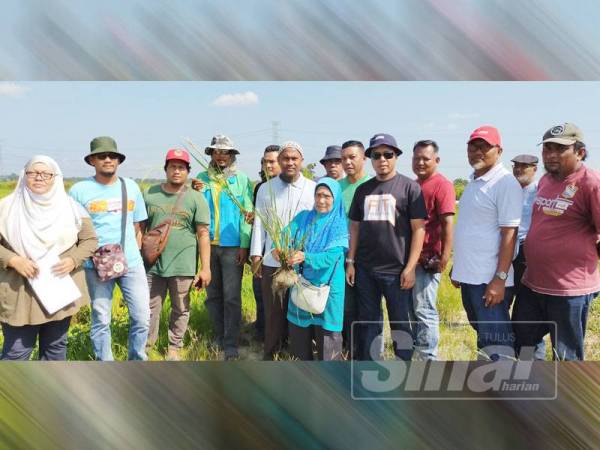 Pesawah menggesa kerajaan untuk membantu menyelesaikan serangan makhluk perosak berikutan penggunaan racun yang tidak memberi kesan.