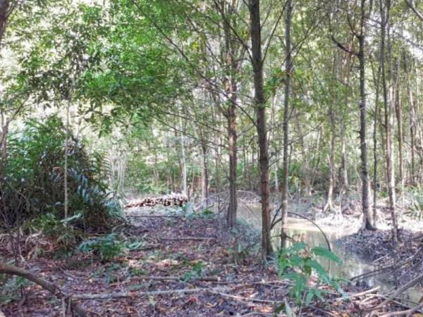 Kompartmen 50, Hutan Simpan Sungai Limau seluas 1 hektar diceroboh seorang lelaki.