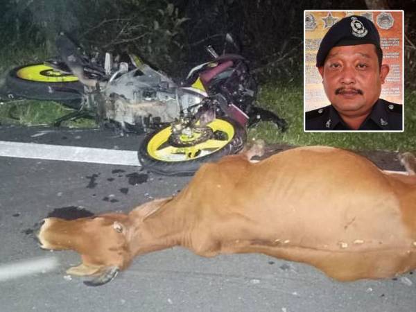 Lembu yang dilanggar motosikal dinaiki dua sahabat berkenaan mati di lokasi. - Foto IPD Hulu Terengganu Gambar kecil: Mohd Adli
