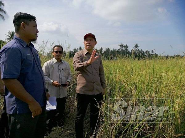 Abdul Yunus (kanan) ketika meninjau keadaan tanaman padi milik pesawah dalam lawatan kerjanulya di Parit Hj Yusof Simpang 3 Kuala Kurau hari ini. 