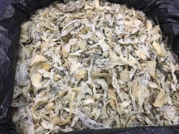 Sarang burung walit yang dirampas oleh Maqis.