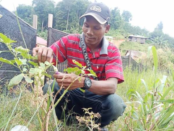 Hasil tanaman terung penduduk orang asli suku Bateq terjejas akibat musim tengkujuh.