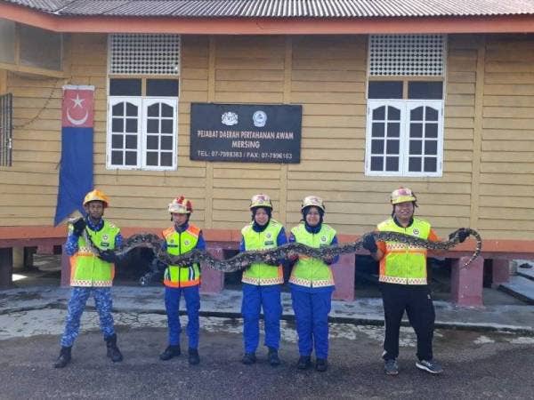 Anggota APM menunjukkan ular sawa seberat 80 kilogram yang berjaya ditangkap kelmarin.