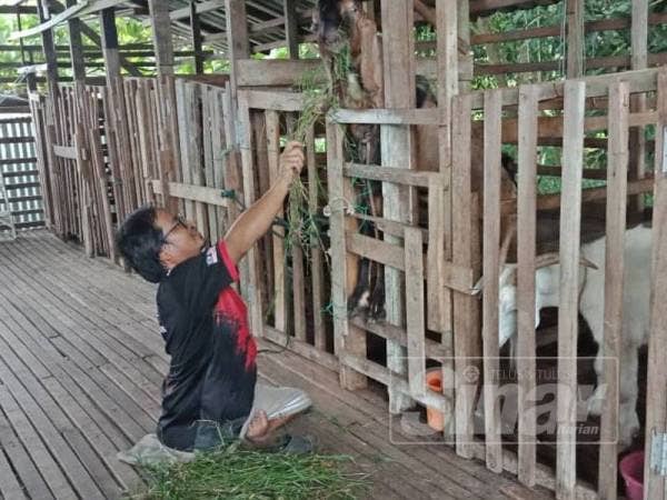 Memberi makan kambing antara rutin yang dilakukan Shahrin Naim setiap hari.