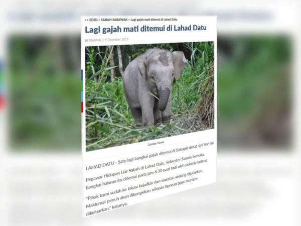 Laporan Sinar Harian berkaitan kematian gajah di Sabah yang dikaitkan dengan aktiviti pemburuan haram.