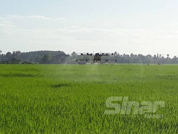 Dron melakukan kerja-kerja meracun di sawah padi di Kampung Pengapit Batu, Jalan Datuk Kumbar, semalam.