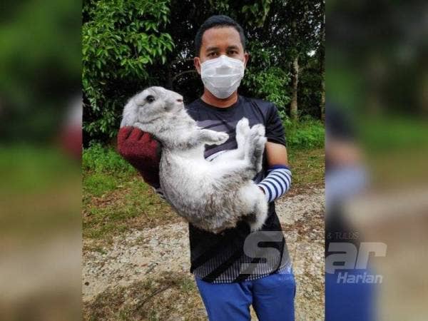 Mohamad Farizar mampu menjual 100kg daging arnab dalam masa sebulan atas permintaan pelanggan dari dalam dan luar Pahang.