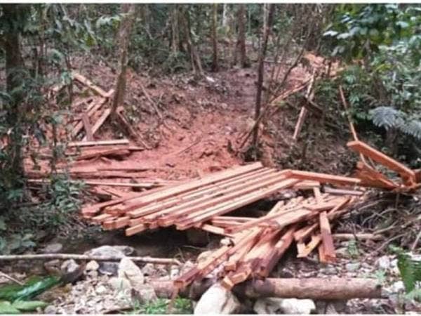 52 kayu siap dipotong ditemui di kaki Gunung Kerunai oleh pasukan UTK Pejabat Hutan Daerah Hulu Perak yang dipercayai dicuri. - Foto Jabatan Perhutanan Perak