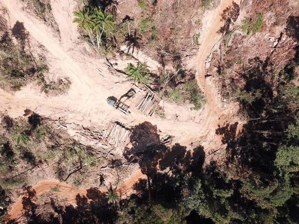 Tinjauan udara menggunakan dron milik Persatuan Aktivis Sahabat Alam mendapati terdapat pergerakan kenderaan dipercayai lori mengangkut hasil hutan di kawasan hutan Kledang Saiong.