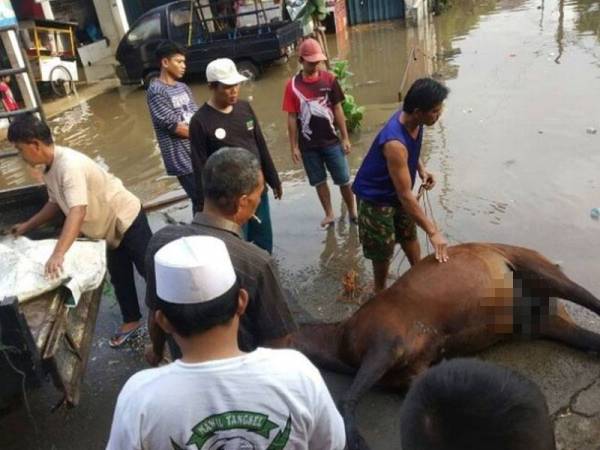 Seorang lelaki pengsan manakala kudanya ditemui mati selepas dikerah berulang-alik meredah banjir di Indonesia Rabu lalu.