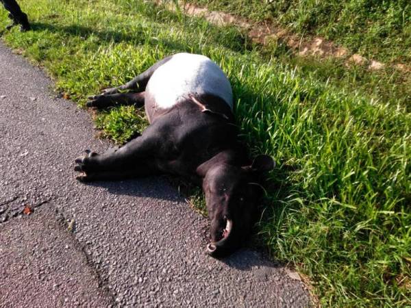 Seekor tapir betina ditemui mati dipercayai akibat dilanggar kenderaan berat dalam kejadian di Batu 20 Jalan Kota Tinggi-Mersing hari ini.
FOTO: Bernama