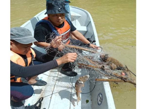 Ikan kelah yang telah mati ditemui tersangkut pada dua rawan pukat di Tasik Puah ketika rondaan dilakukan pada 4 Disember lalu.