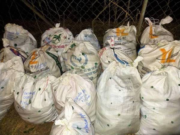 Antara guni disyaki mengandungi daun ketum yang dirampas PGA dalam Op Wawasan di sekitar Chuping dan Padang Besar, Perlis, semalam.