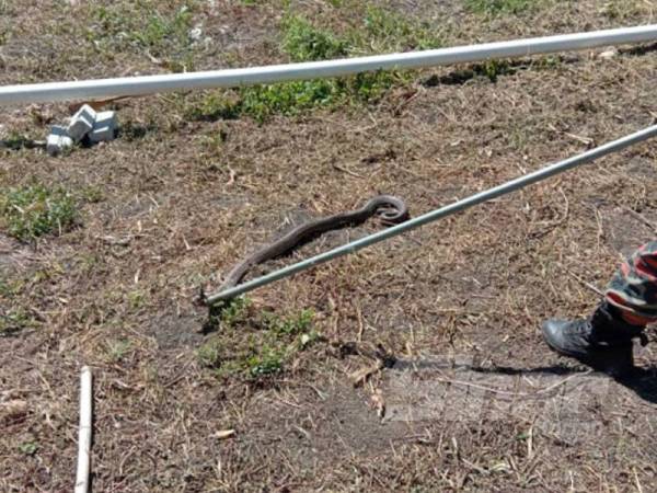 Pihak bomba berusaha menangkap ular tersebut.