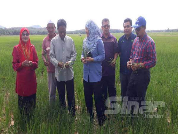 Abdullah (dua dari kiri) menerangkan keadaan pokok padi yang terbantut pembesarannya kepada Suraya (tengah) disebabkan keadaan sawah yang kering di Kampung Lubuk Reba, Pendang hari ini.