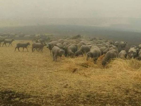 Puluhan biri-biri berjaya diselamatkan Patsy dari menjadi korban dalam kebakaran. - Foto Instagram Patsy The Wonderdog