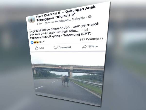 Perkongsian oleh Paxli Che Rani II pengalaman bertembung dengan seekor kerbau di LPT2 pagi tadi.