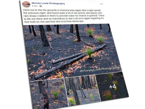 Facebook Murray Lowe mendapat perhatian netizen.