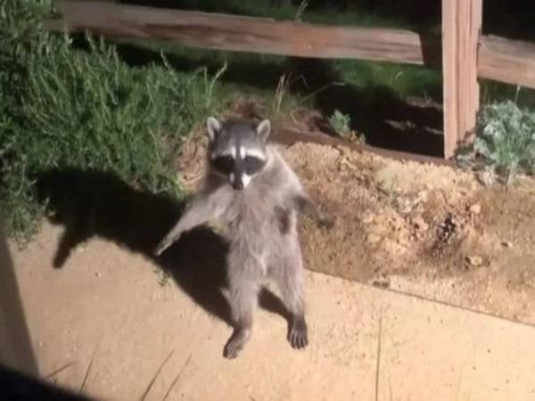 Aksi rakun yang 'menyerah diri' mencuit hati netizen.