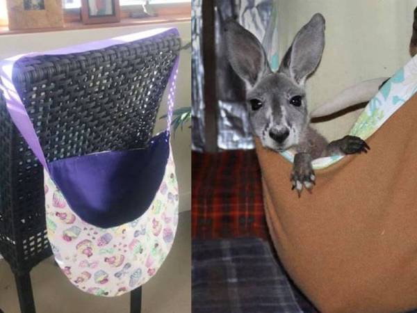 Kantung dibuat untuk bayi kanggaru, koala, wombat dan walabi.