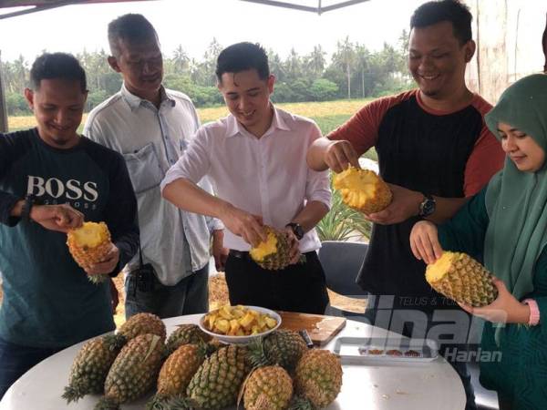 Rasa manis nanas 'cobek' membuatkan ramai menggemari buah ini lebih-lebih lagi mudah untuk dimakan.