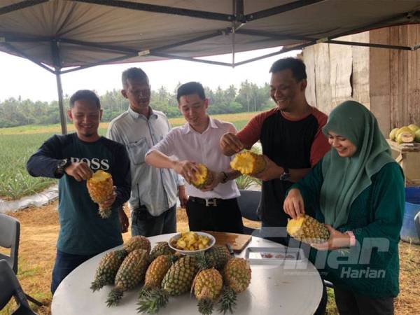 Rasa manis nanas 'cobek' membuatkan ramai menggemari buah ini lebih-lebih lagi mudah untuk dimakan.