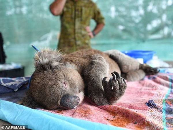 Koala yang terjejas dalam kebakaran dahsyat di Australia dirawat di Taman Hidupan Liar Pulau Kangaru di barat daya Adelaide. - Foto Agensi