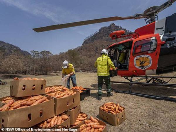 Taman Negara NSW mula menjatuhkan makanan sejak minggu lalu. - Foto Agensi