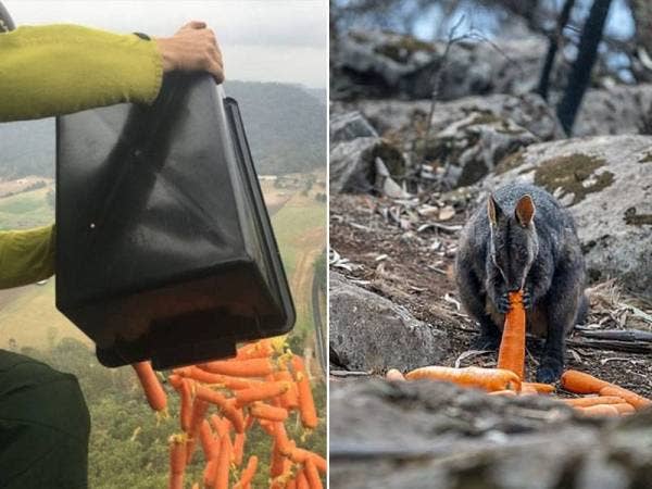Kapal terbang dan helikopter digunakan untuk memberi makanan kepada beribu-ribu haiwan liar yang terselamat dalam kebakaran hutan di Australia.