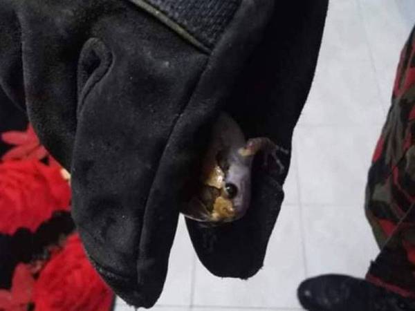 Katak yang ditemukan dalam lubang dinding tandas. - Foto Facebook Balai Bomba dan Penyelamat Semenyih