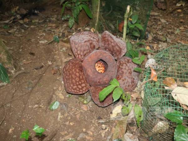 Bunga rafflesia di Lata Jarum.
