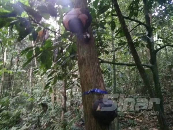 Antara kudup bunga terbabit yang terdapat di lokasi tersebut.