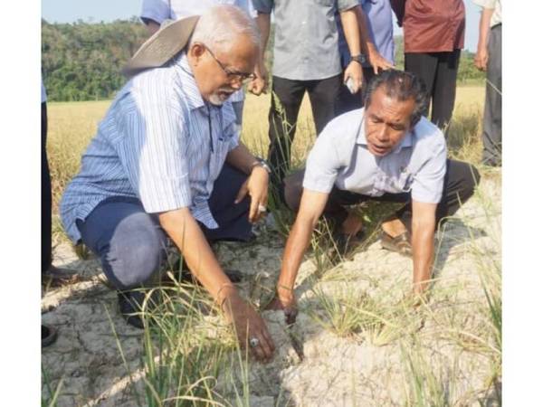 Azami (kanan) menunjukkan keadaan sawah padi yang kering kontang kepada Mahfuz di Mukim Derang hari ini.