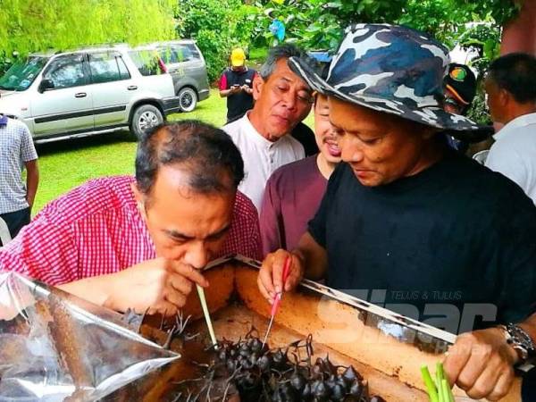 Husam (kiri) menyedut madu kelulut menggunakan serai.