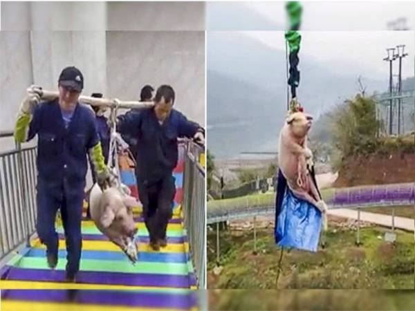 Dua pekerja teman tema dilihat mengangkat babi seberat 75 kilogram itu ke atas menara sebelum mengikatnya pada tali bungee.