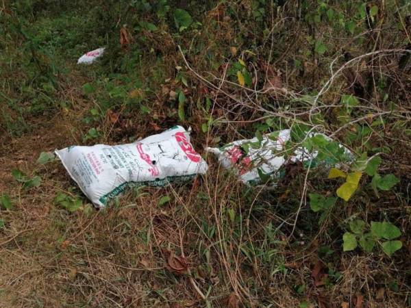 Antara guni berisi ketum yang dirampas PGA dalam operasi Op Wawasan di Padang Besar, Perlis kelmarin.