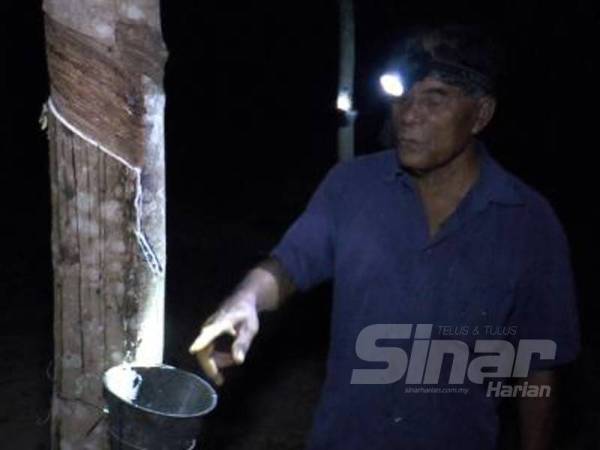 Subuh menunjukkan hasil susu getah yang ditoreh pada waktu malam.