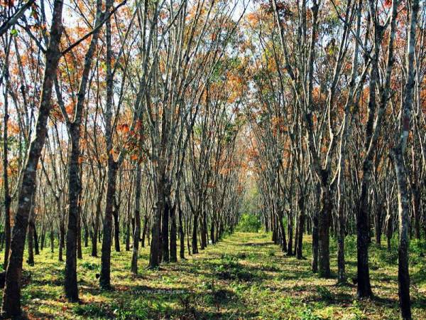 Kebun getah yang kering dan kehilangan daun akibat cuaca panas.
