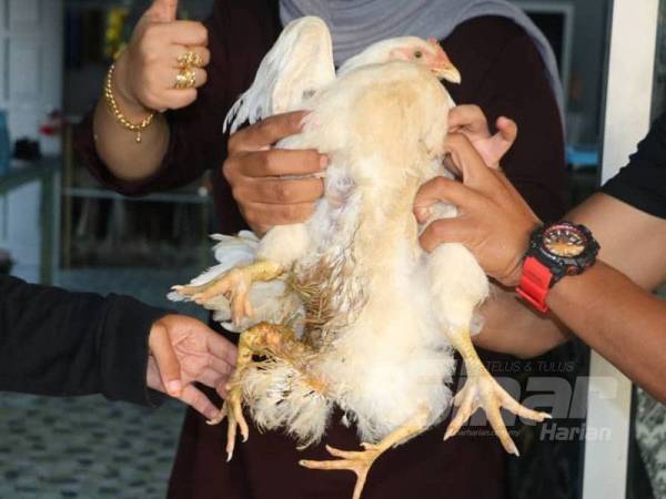 Selepas penemuan ayam istimewa itu diketahui masyarakat setempat, ramai yang teruja dan datang untuk melihat sendiri ayam terbabit.