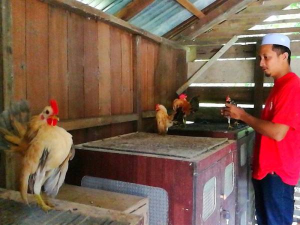 Che Mohamad Asyraf menunjukkan ayam serama yang dibela.