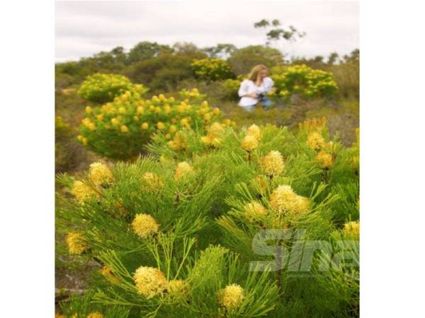TAMAN Negara Fitzgerald dihiasi dengan kepelbagaian flora yang sangat memukau pandangan.