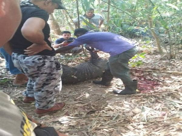 Babi yang menyerang mangsa berjaya ditembak dalam operasi pagi tadi.