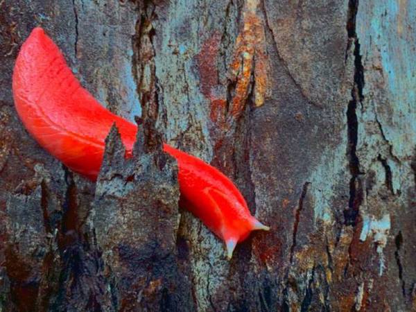 Lintah bulan berwarna pink itu ditemukan di Gunung Kaputar selepas terselamat daripada kebakaran hutan di Australia. - Foto Agensi