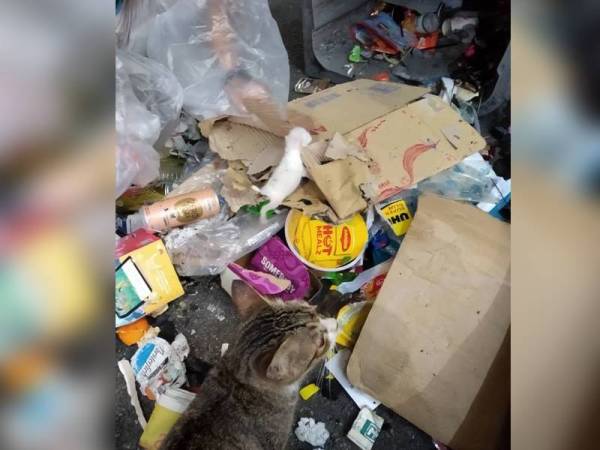Anak kucing tersebut ditemukan selepas lelaki tersebut menyelongkar sampah.